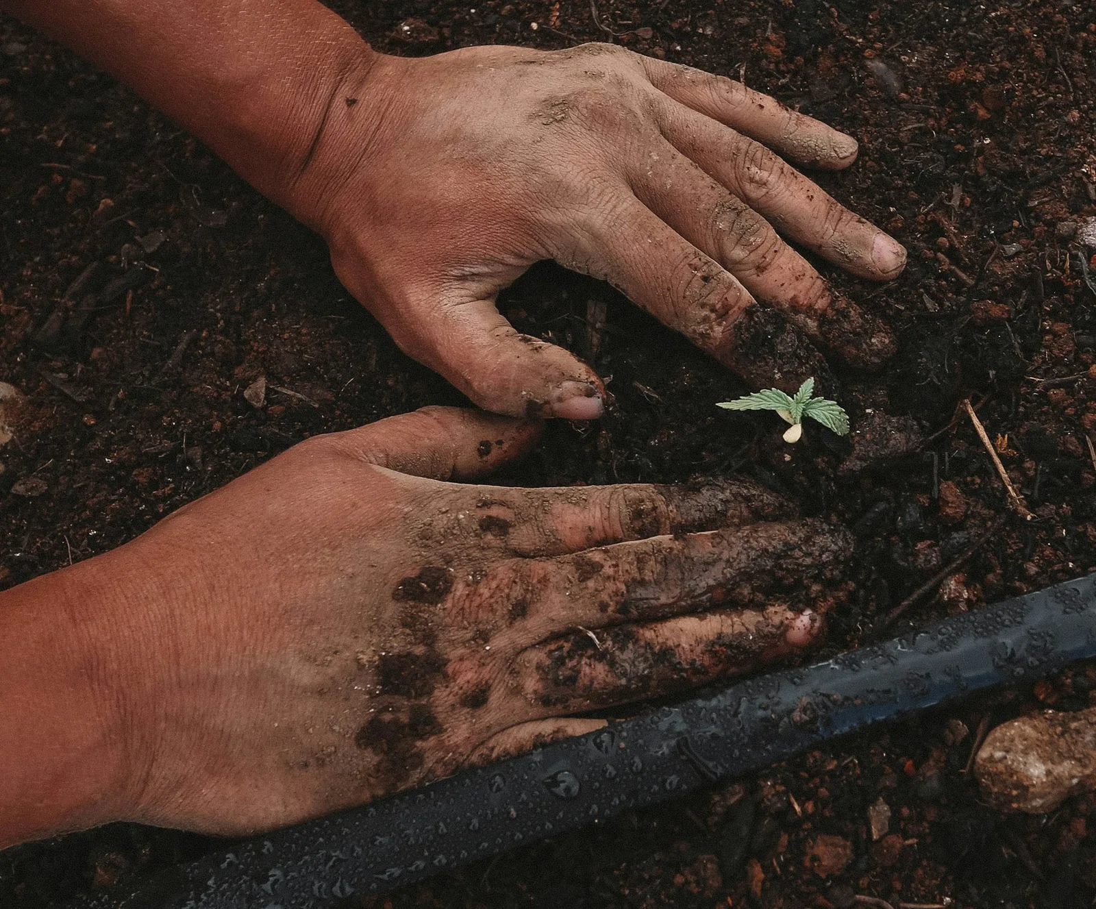 Several hands planting a young plant together