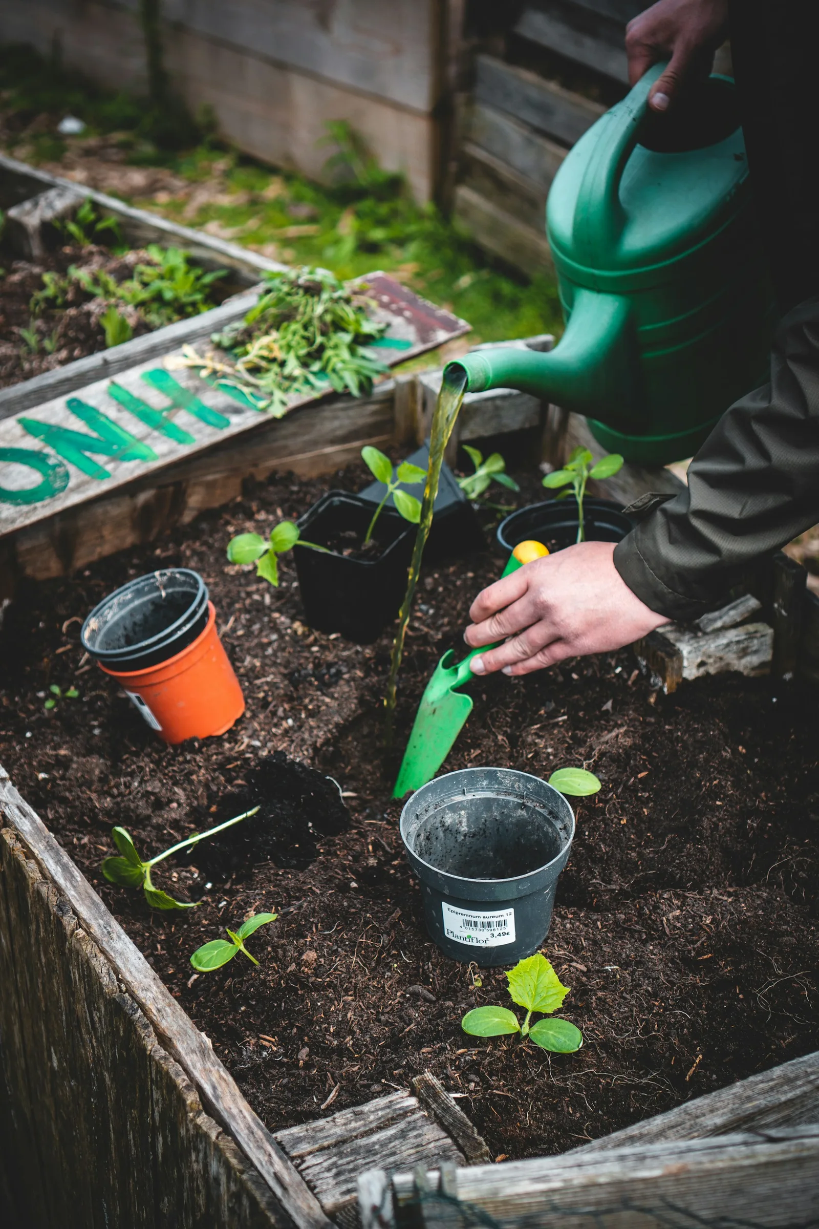 A gardener planting seedlings beside a raised bed