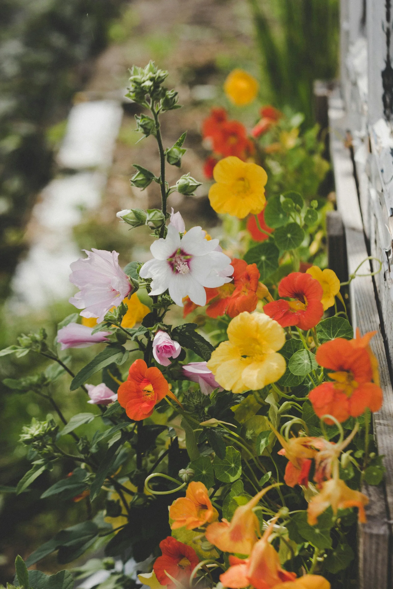 Colorful flowers blooming in a garden