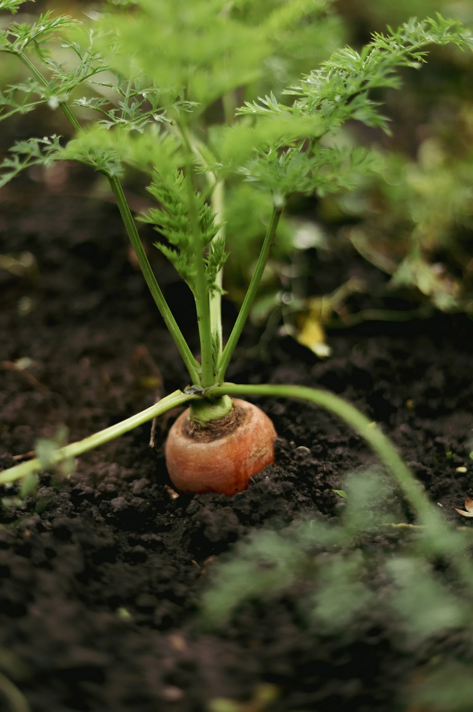 A root vegetable growing in garden soil