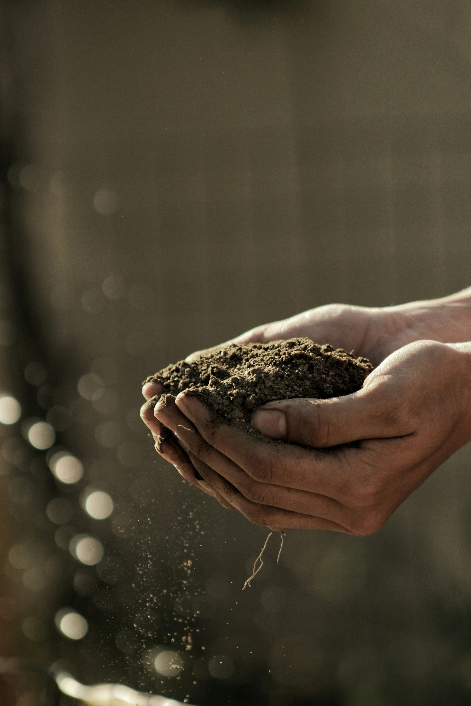 Hands holding dark soil