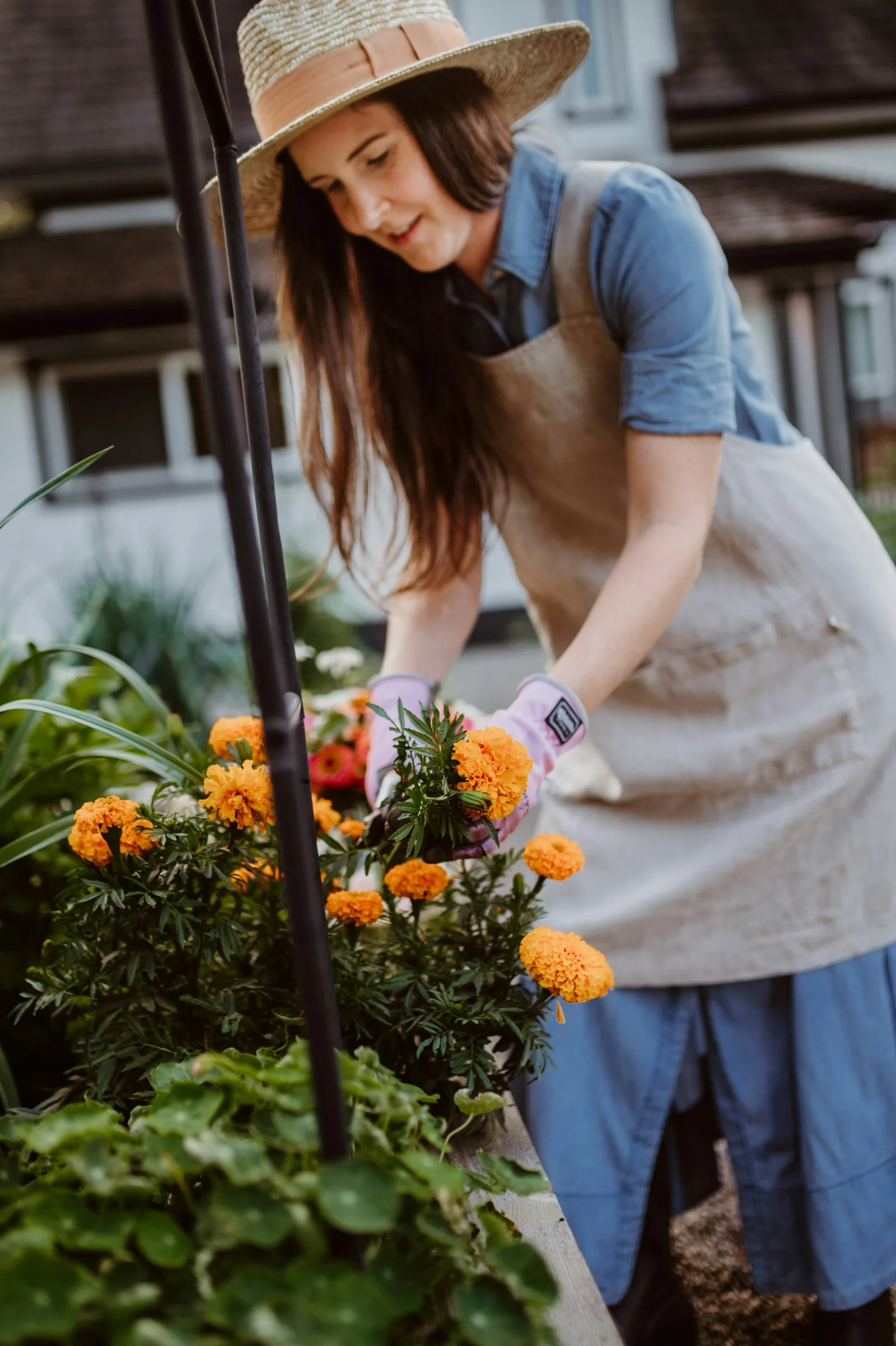 A gardener tending flowering plants in a greenhouse